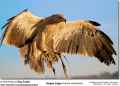 Степной орел фото (Aquila rapax) - изображение №600 onbird.ru.<br>Источник: www.avianweb.com